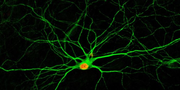 Drug Combination Generates New Neurons from Neighboring Cells