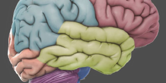 3D Compass in the Brain