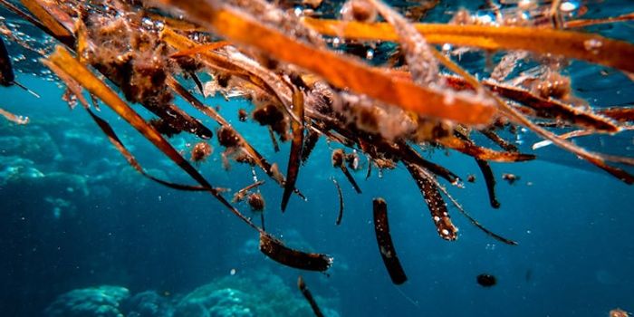 A Seaweed-Inspired Shuttle for Delivering a Stem Cell Cargo