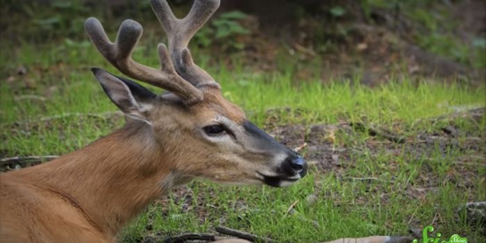 How Deer Antlers Can Teach Us About Cancer Treatment