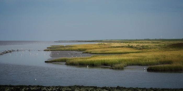 Nine years later: the Deepwater Horizon oil spill