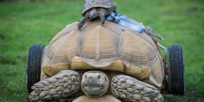 This Tortoise Got Some Wheels to Help With His Rear Leg Arthritis