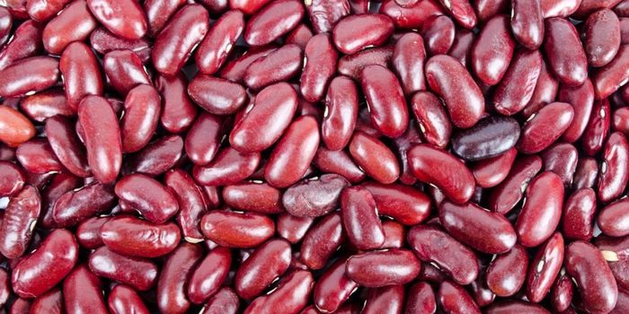 Scientists Grow Mini Kidneys to Treat Kidney Disease