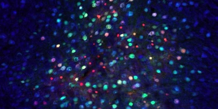 Scientists Develop a Gene Therapy That Safely Targets the Brain