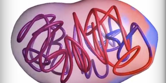 The 3D Structures of Bacterial DNA, Revealed