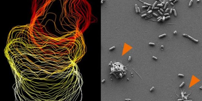 Scientists Underestimate the Role of Platelets in Immune Defense