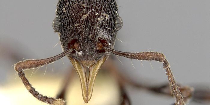 Inside of a Frog's Vomit, Scientists Found a New Ant Species