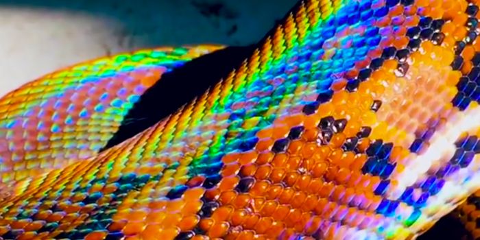 The Science Behind Iridescence in Animals