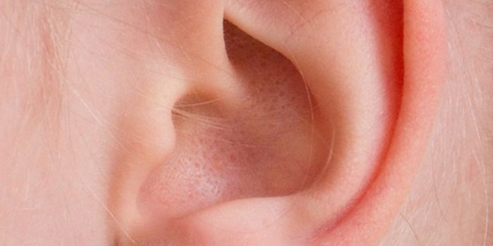 Growing An Ear in Your Forearm?