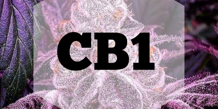 The Role of the CB1 Receptor on the Relief of Pain