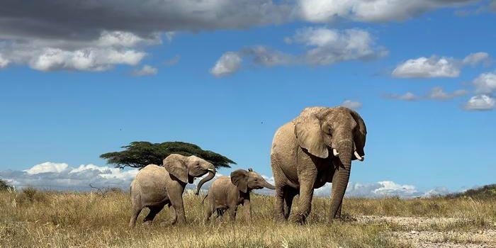 Elephants Call Each Other by Name, New Study Shows