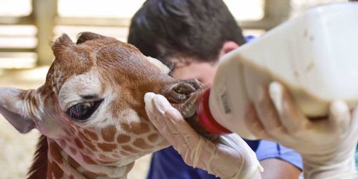 Maryland Zoo Giraffe Calf Undergoes Second Plasma Transfusion