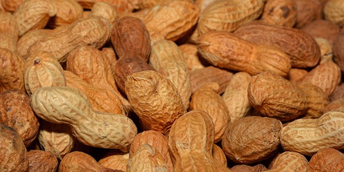 Peanut Exposure Therapy Improves Allergy Response in Children