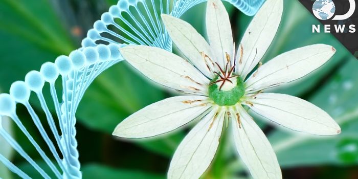 Genome Size: Bigger Is Not Always Better