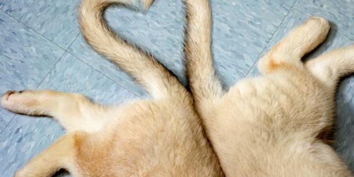 Could One Medication Extend the Lives of Dogs With Heart Problems?