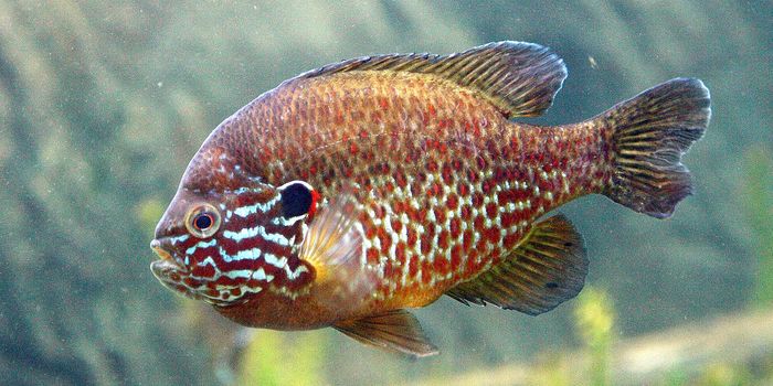 Researchers Link Sunfish Brain Size to Specific Habitats