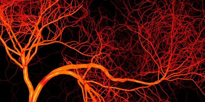 Regenerative Medicine: Bioengineered Blood Vessels