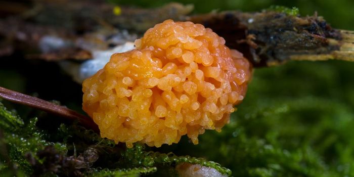 How Slime Molds Think Without a Brain