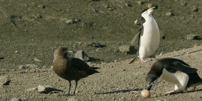 Chinstrap Penguins Must Protect Their Eggs From Hungry Skuas