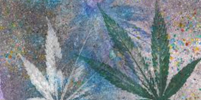 Know Your Cannabis Strains