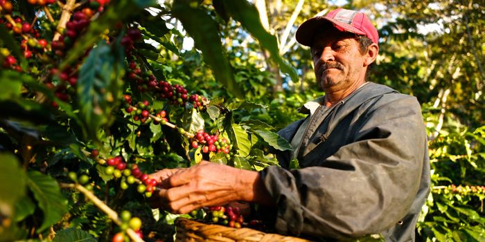 What climate change means for your morning coffee
