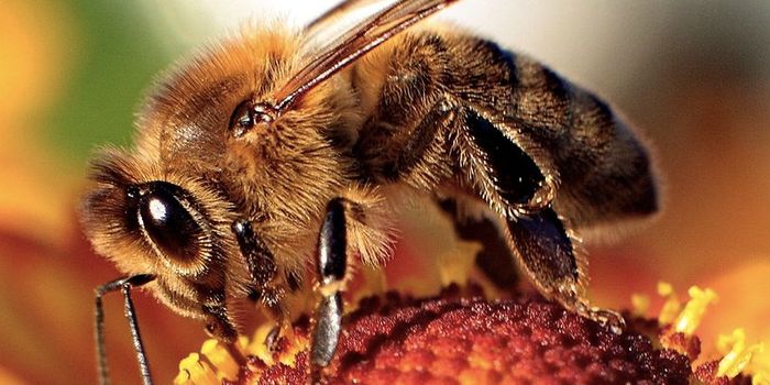 Probiotics Could aid Bees Sickened by Pesticides