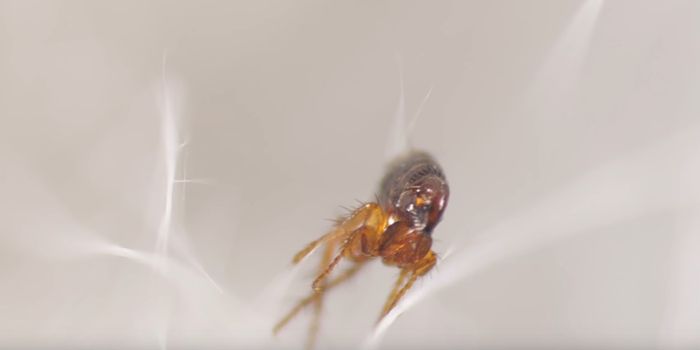 How Much Do You Know About Fleas?