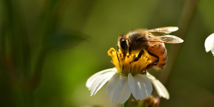 The Key to Bumblebee Survival is a Habitat Rich in Flowers