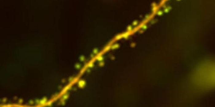 A Basic Rule of Brain Plasticity is Revealed