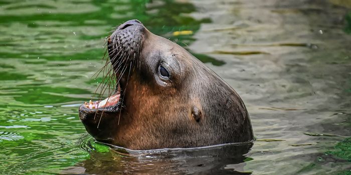 What can cancer in sea lions teach us about ourselves?