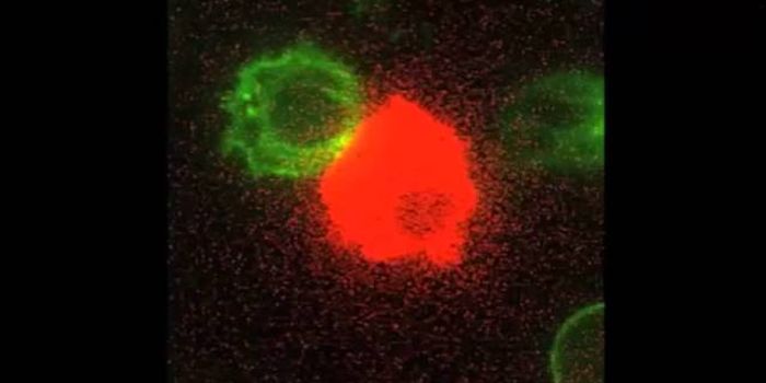 Cytotoxic T- Cells on Patrol