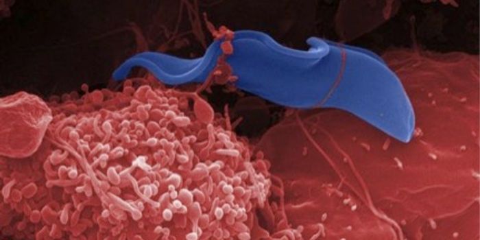 One Drug to Take Down 3 Deadly Parasites?