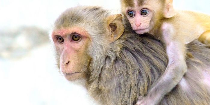 Controversial Work Adds Human Brain Gene to Rhesus Monkey Genome