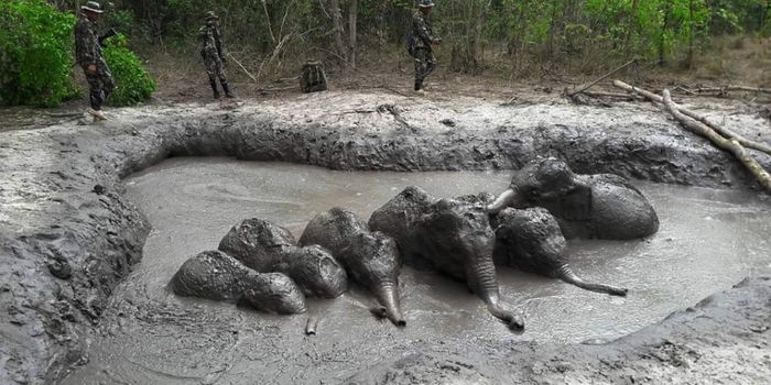 Thailand Rangers Rescue Six Elephant Calves Stranded in a Mud Pit