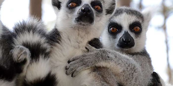 Lemurs Can Detect the Weakest Link by Scent