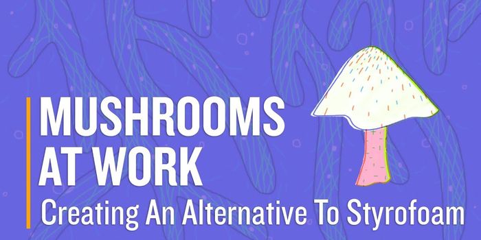 Biodegradable Packaging, Inspired by Fungus