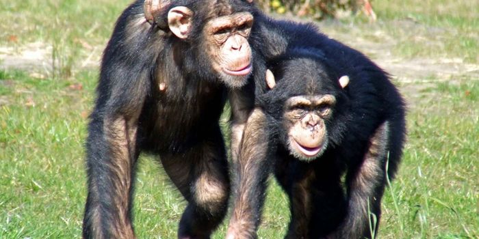 Chimpanzees Prove Far Less Stressed When Accompanied by Friends