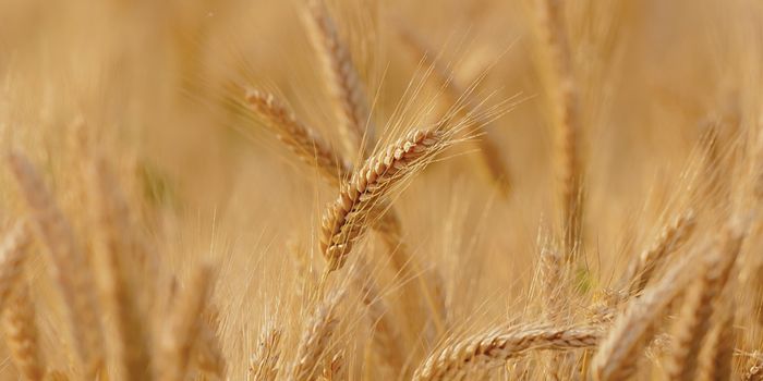 Many Undiagnosed Found Among Relatives of Celiac Patients