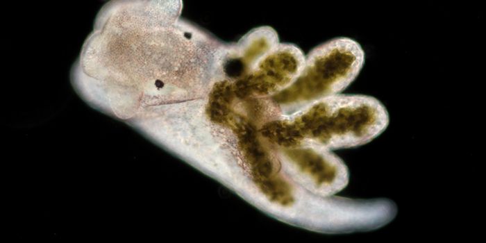 Even the Smallest Organisms Can Host Distinct Microbiomes