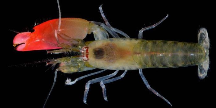 New Shrimp Species Named After the Band Pink Floyd