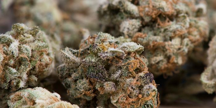 Genetically Engineered Cannabidiol On the Horizon?