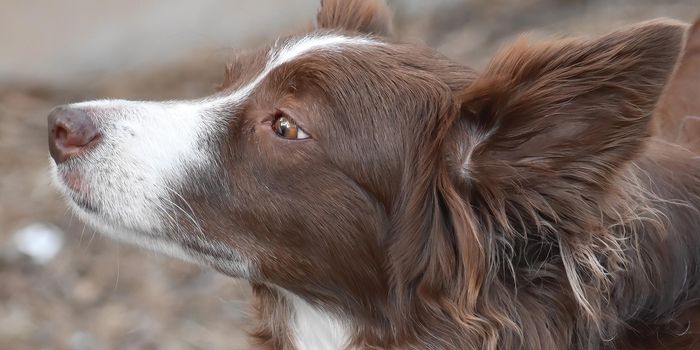 Study Indicates that CBD Can Potentially Help Manage Aggressive Dog Behavior