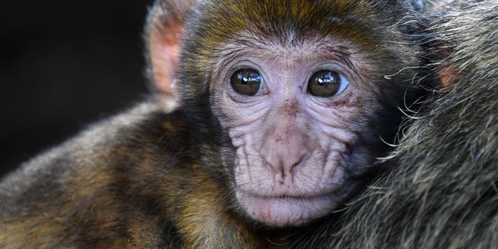 Chinese Scientists Implant Genes for Human Intelligence in Monkeys