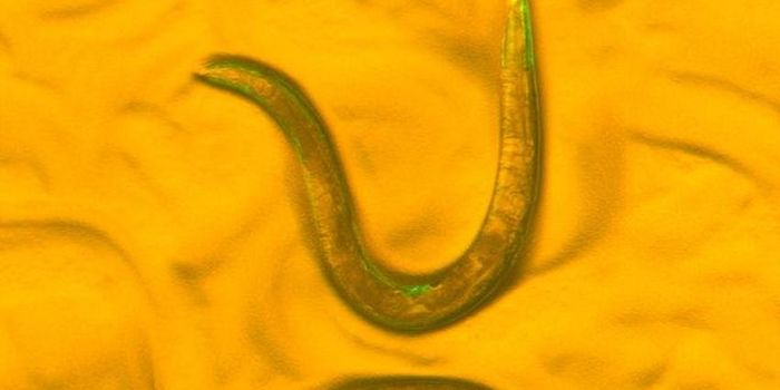 Assessing Quality and Quantity of Life in Anti-aging Therapies