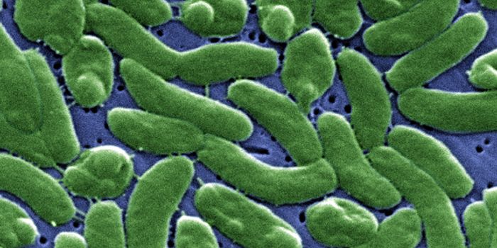 A Proposal: Replace lab Essential E.coli With Fast-Growing Bacteria