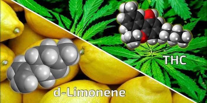 Potential advancement in medicinal use of THC and reduction of risks in recreational use