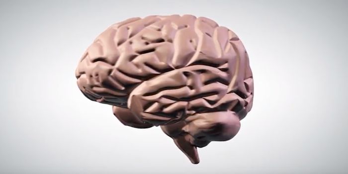 Lifespan Linked to Number of Cortical Neurons