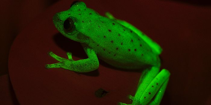 The First Fluorescent Frog Ever Discovered?