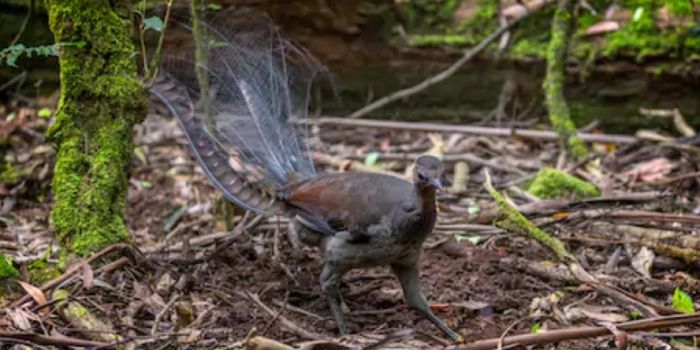 This Bird Can Mimic Almost Any Sound Accurately