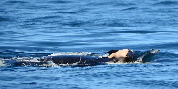 Orca Mother Stops Mourning Dead Calf After 17 Days